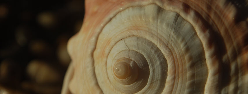 Shell