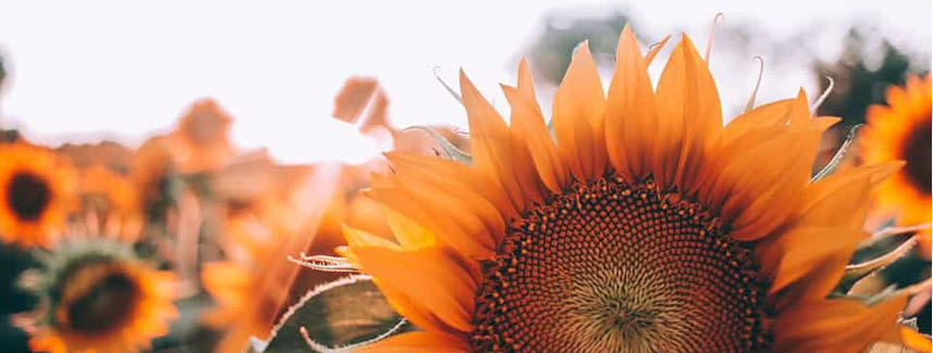 Sun Flower