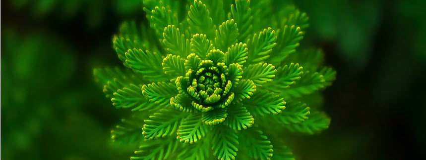 fern